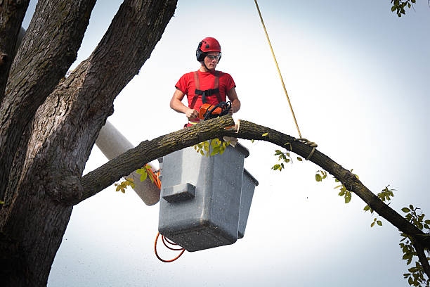 How Our Tree Care Process Works  in  Buchanan, GA